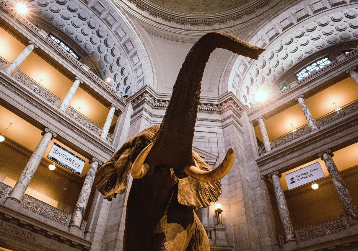elephane at the smithsonian